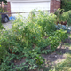 Illustration for article titled I actually have a pretty good garden going